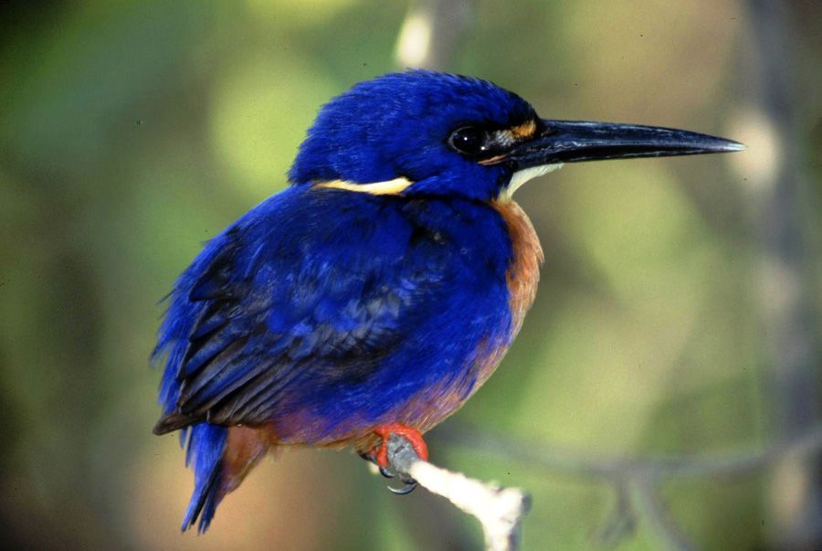 A blue and brown bird with a long beak is perched on a branch.