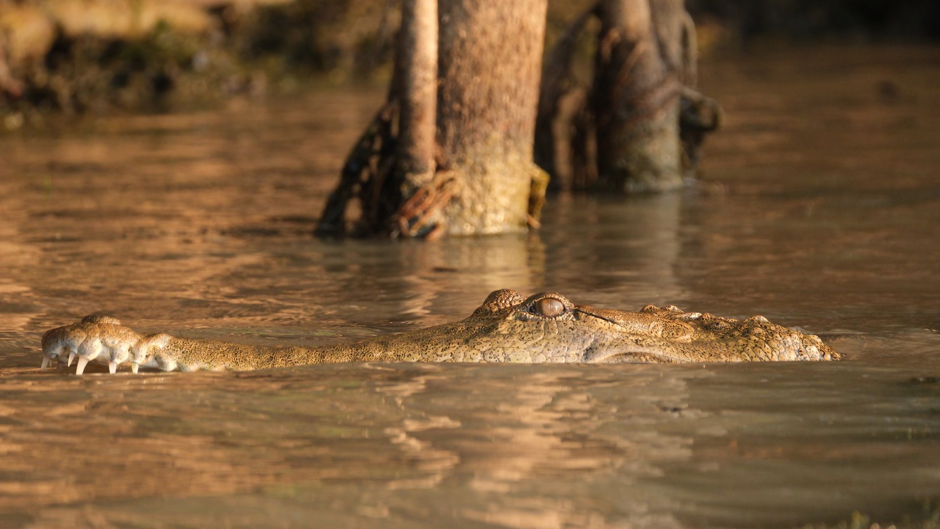 A crocodile is swimming in a pond with water lilies.