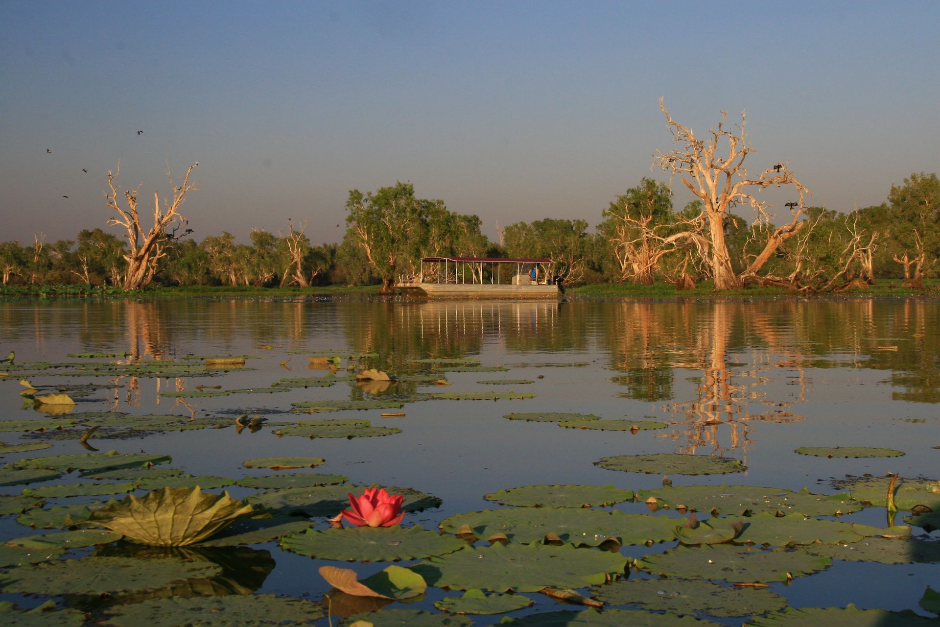Lily pads and a red lotus bloom on a calm pond with trees reflected in golden light.