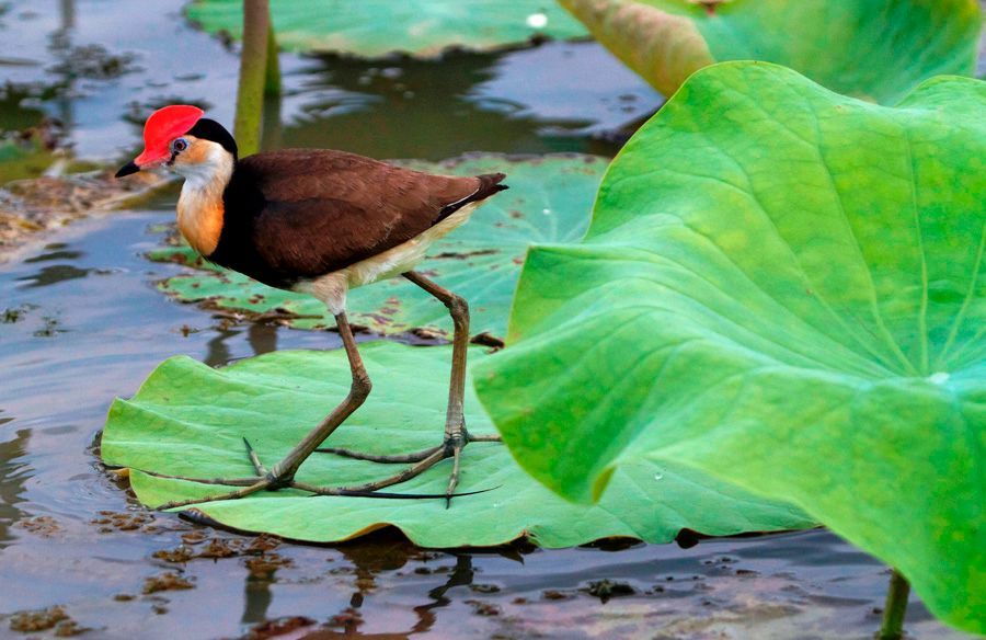 A bird is standing on a lily pad in the water.