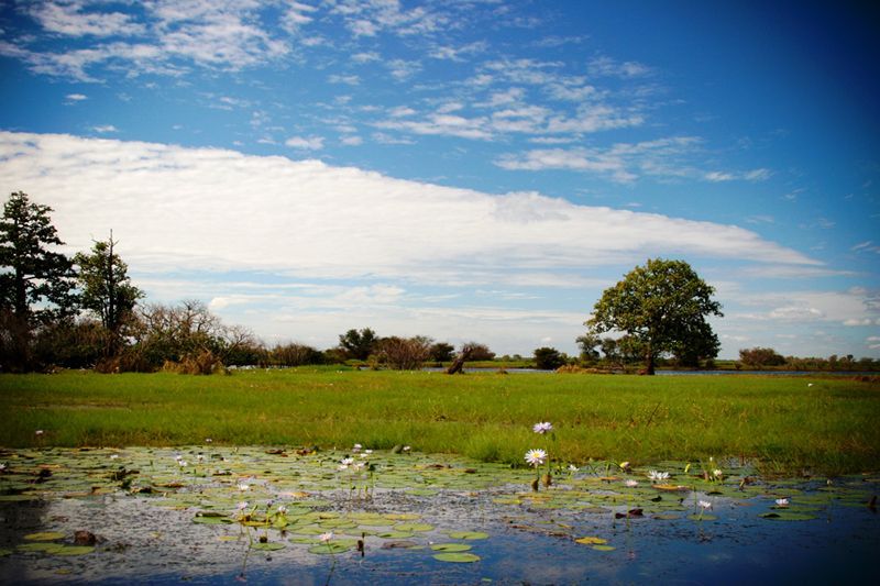 A swamp in the middle of a grassy field with trees in the background.