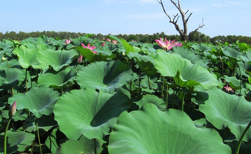 A field of lotus flowers with large green leaves