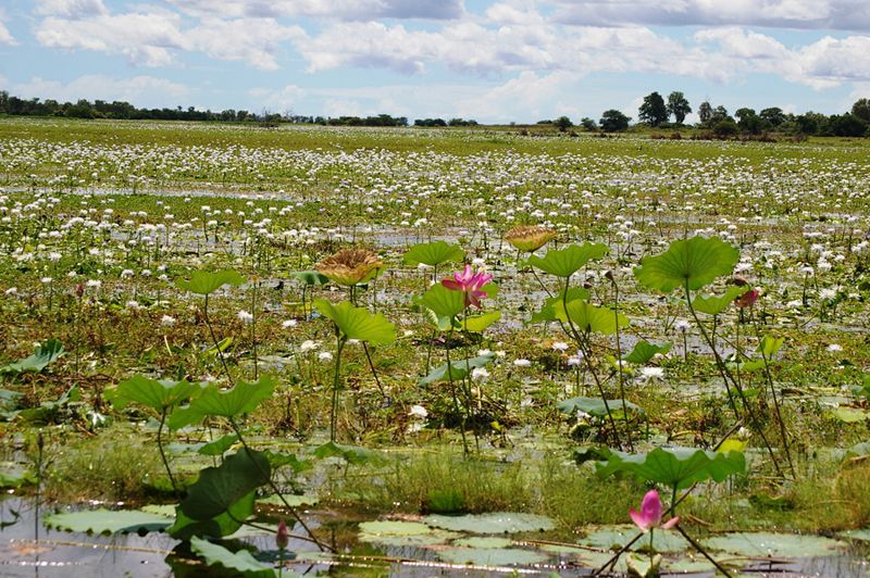 A field of water lilies in a swamp with trees in the background