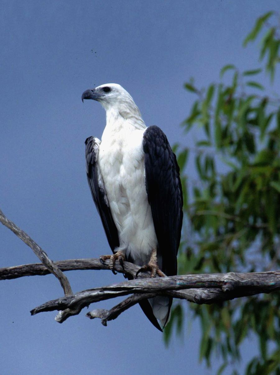 A black and white bird perched on a tree branch