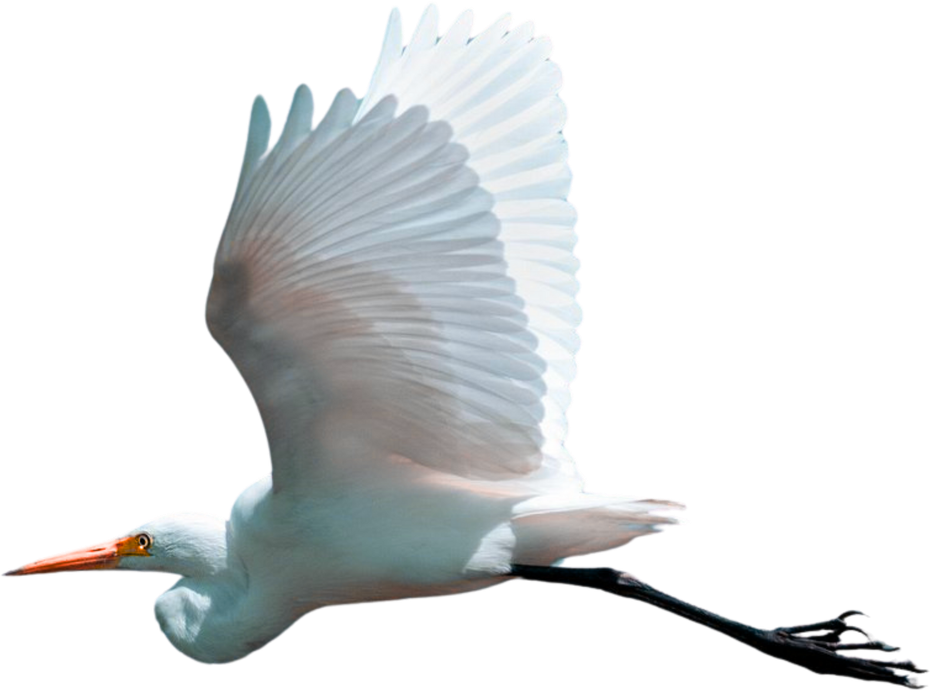 A white bird with an orange beak is flying in the air