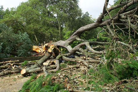 Uprooted tree with broken branches and scattered debris lying across a wooded area after storm damage