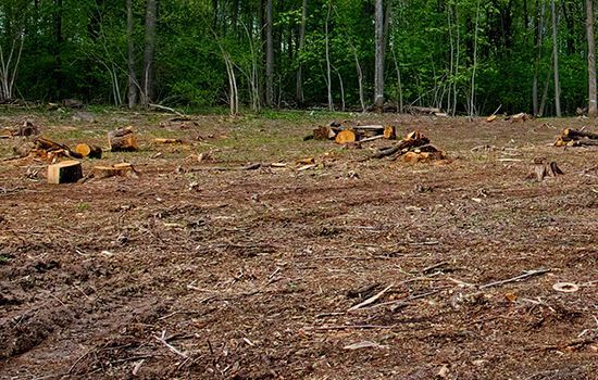 Cleared forest area with tree stumps, cut logs, and scattered debris near standing trees