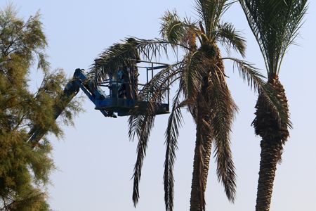 Worker in a blue lift trimming palm trees against a clear sky.