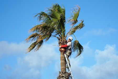 Person climbing a palm tree while another holds on, against a blue sky with clouds