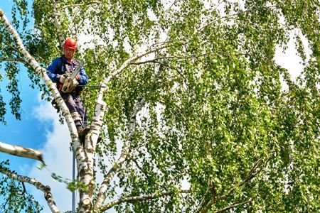 Arborist in blue safety gear and red helmet trimming a tall birch tree against a blue sky