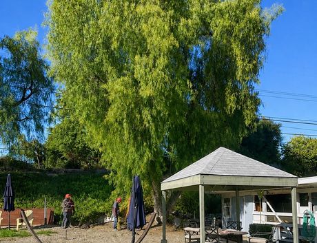 Sunny backyard with tall green trees, a gravel patio, umbrellas, and a white gazebo.
