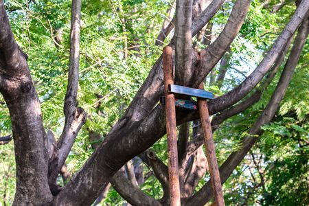 A metal device mounted on a tree trunk among leafy branches in a wooded area