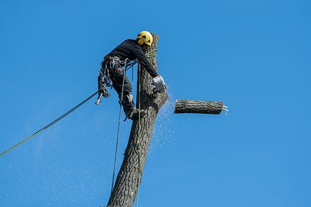 Worker in yellow helmet trimming a tall tree against a clear blue sky