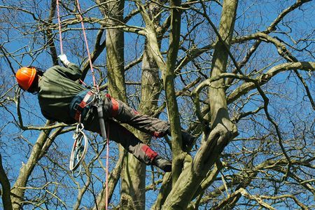 Person in orange helmet rappels among bare tree branches on a clear day