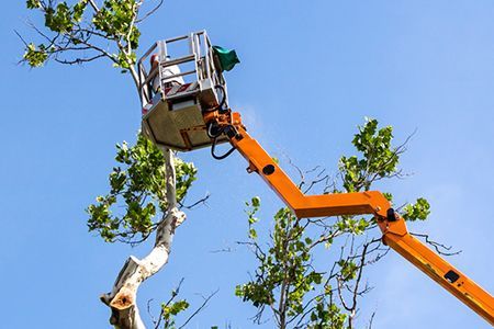 Tree-trimming bucket lift cutting branches against a blue sky