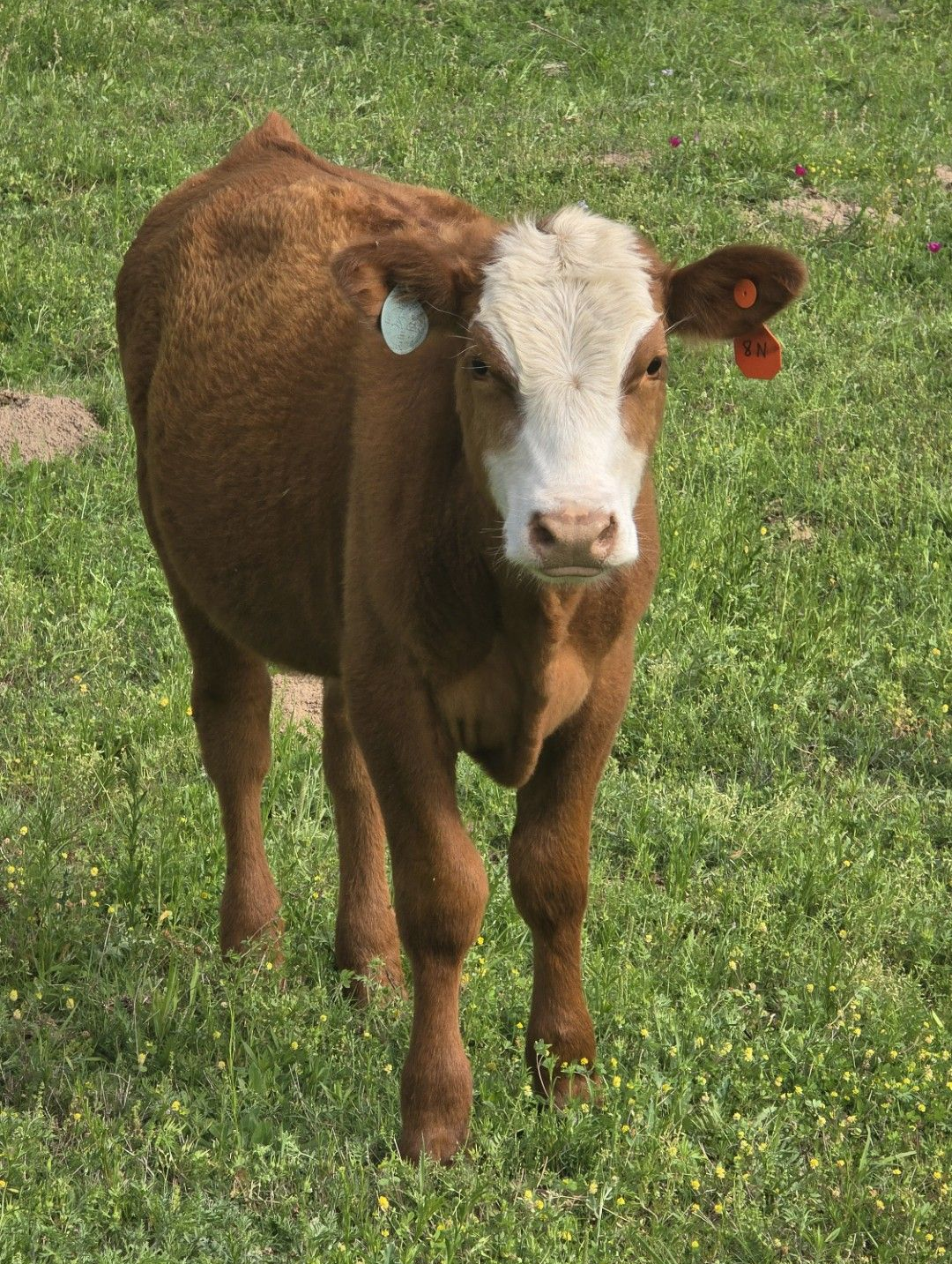 Young brown-and-white calf standing on grass, facing the camera
