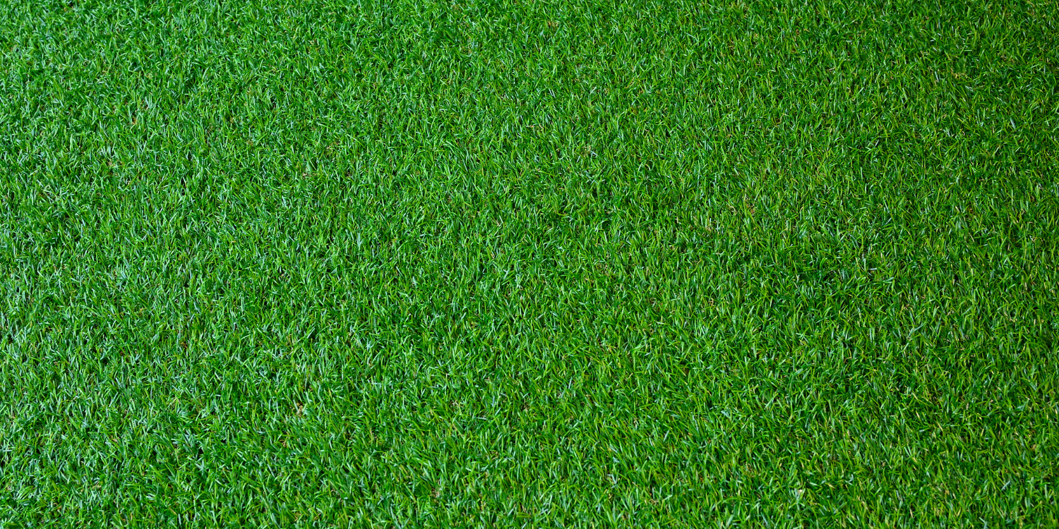 A close up of a patch of green grass.