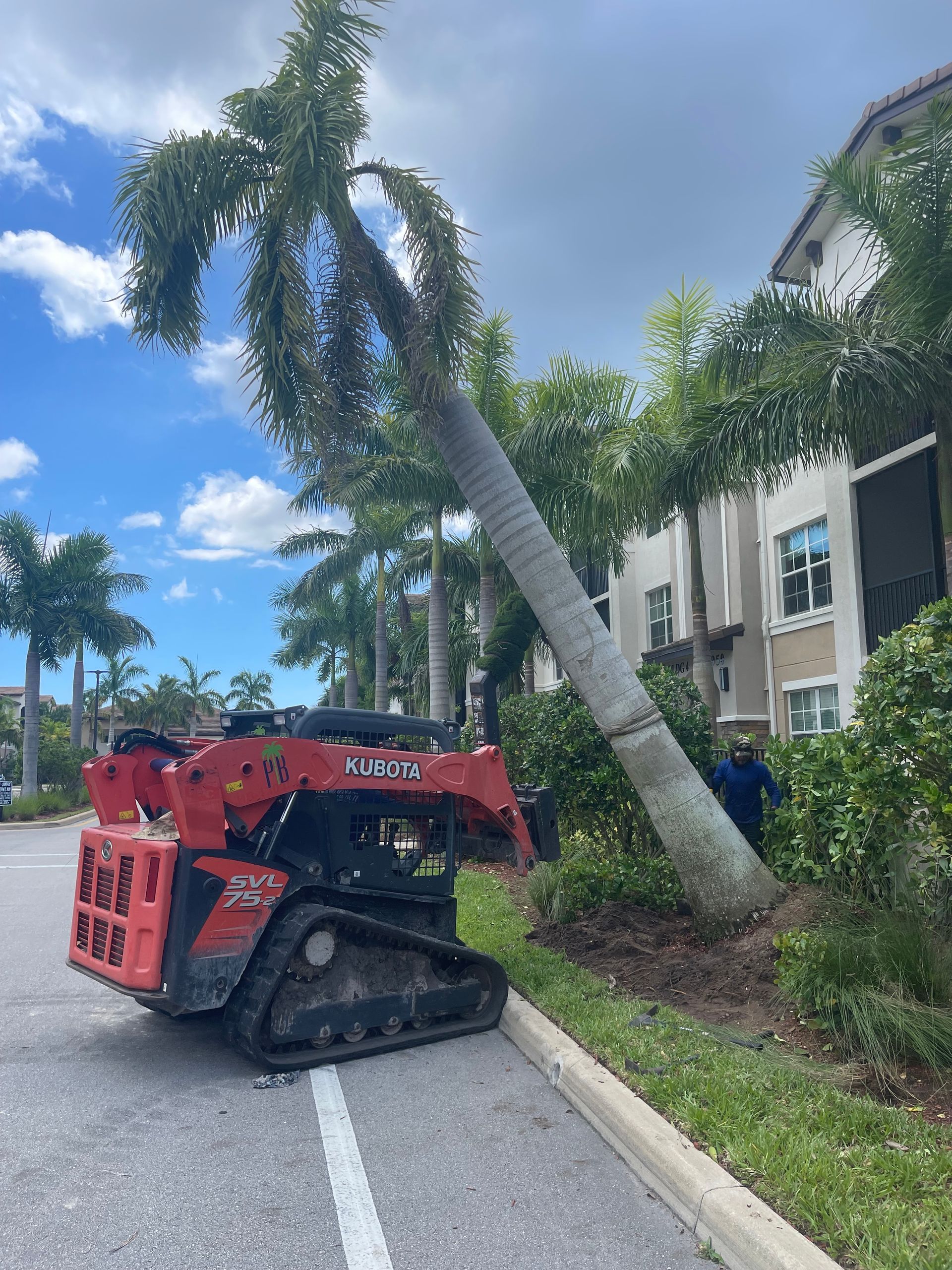 A bulldozer is cutting down a palm tree on the side of the road.