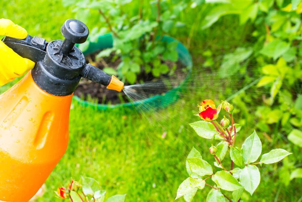 A person is spraying roses with a sprayer in a garden.