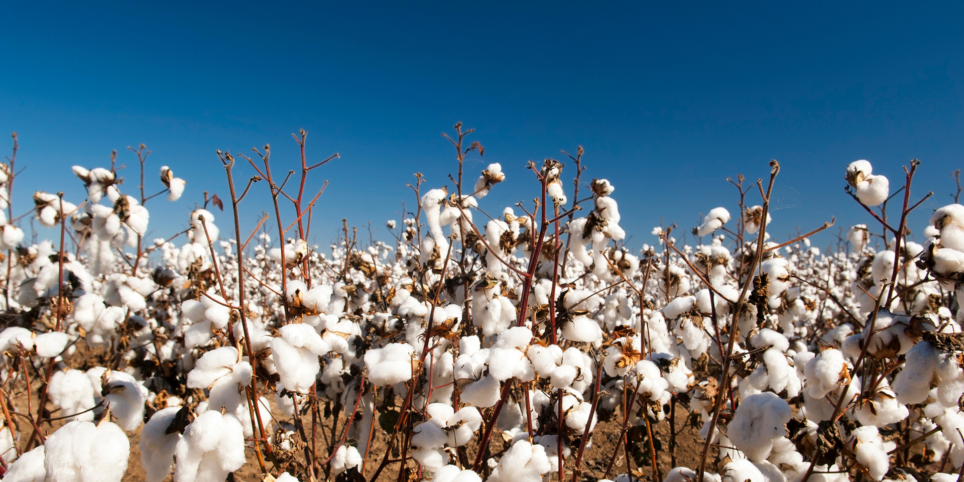 blooming cotton