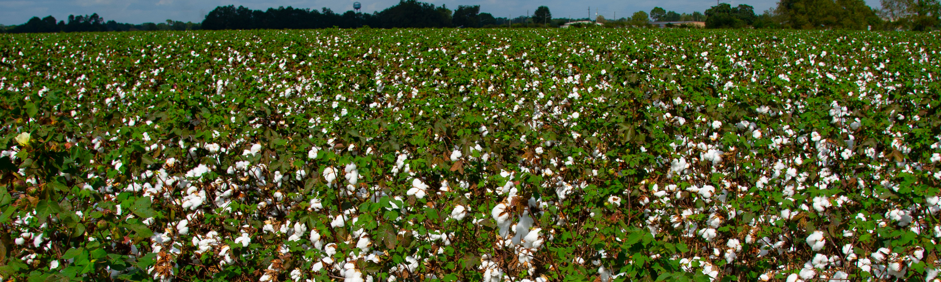blooming cotton field
