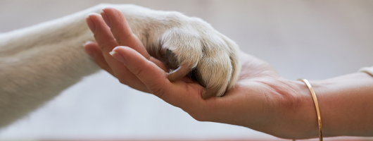 Apartments for rent in Upstate South Carolina that allow pets