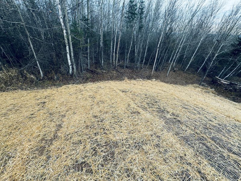Dry grass field slopes up to a forest of bare, slender trees under a cloudy sky.