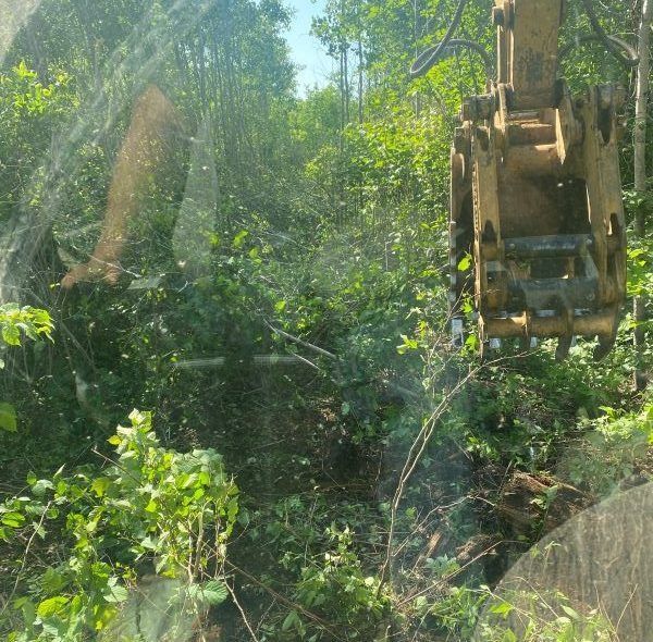 Excavator clearing brush in a dense forest, seen through a dirty windshield.