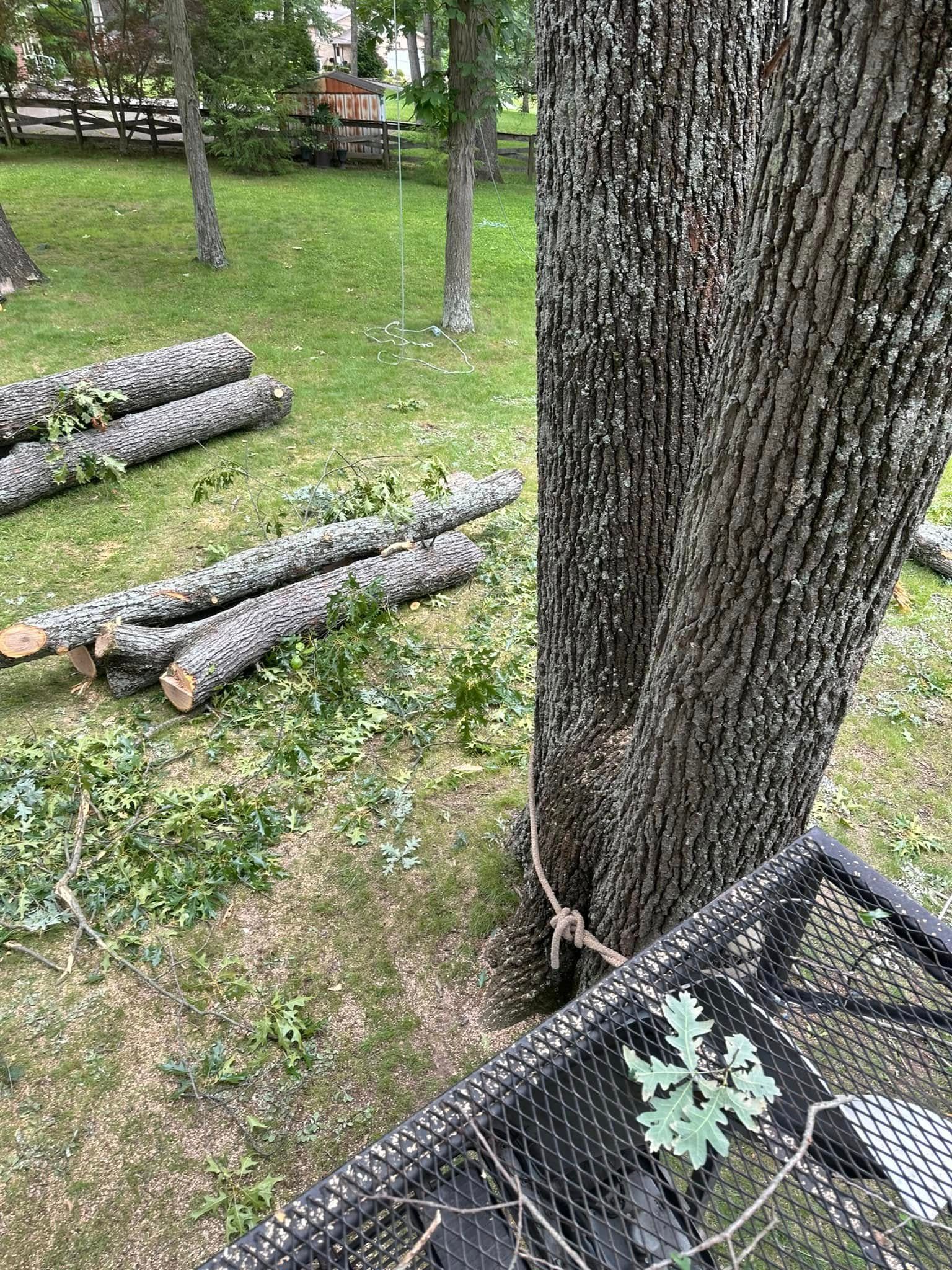 Cut logs stacked on grass beside a tree trunk in a yard, with a metal cage or bin in the foreground.
