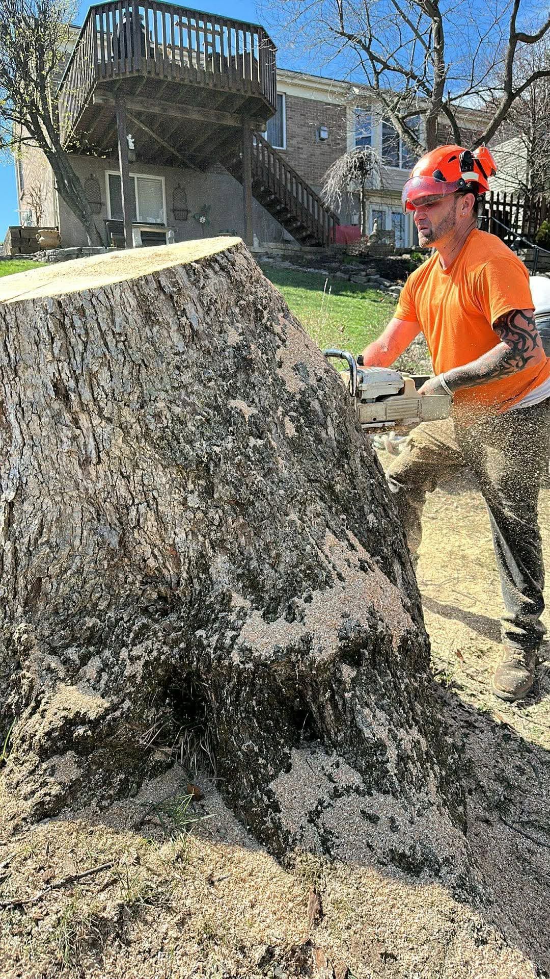 Worker in orange safety gear using a chainsaw to cut a large tree stump outdoors near a house.