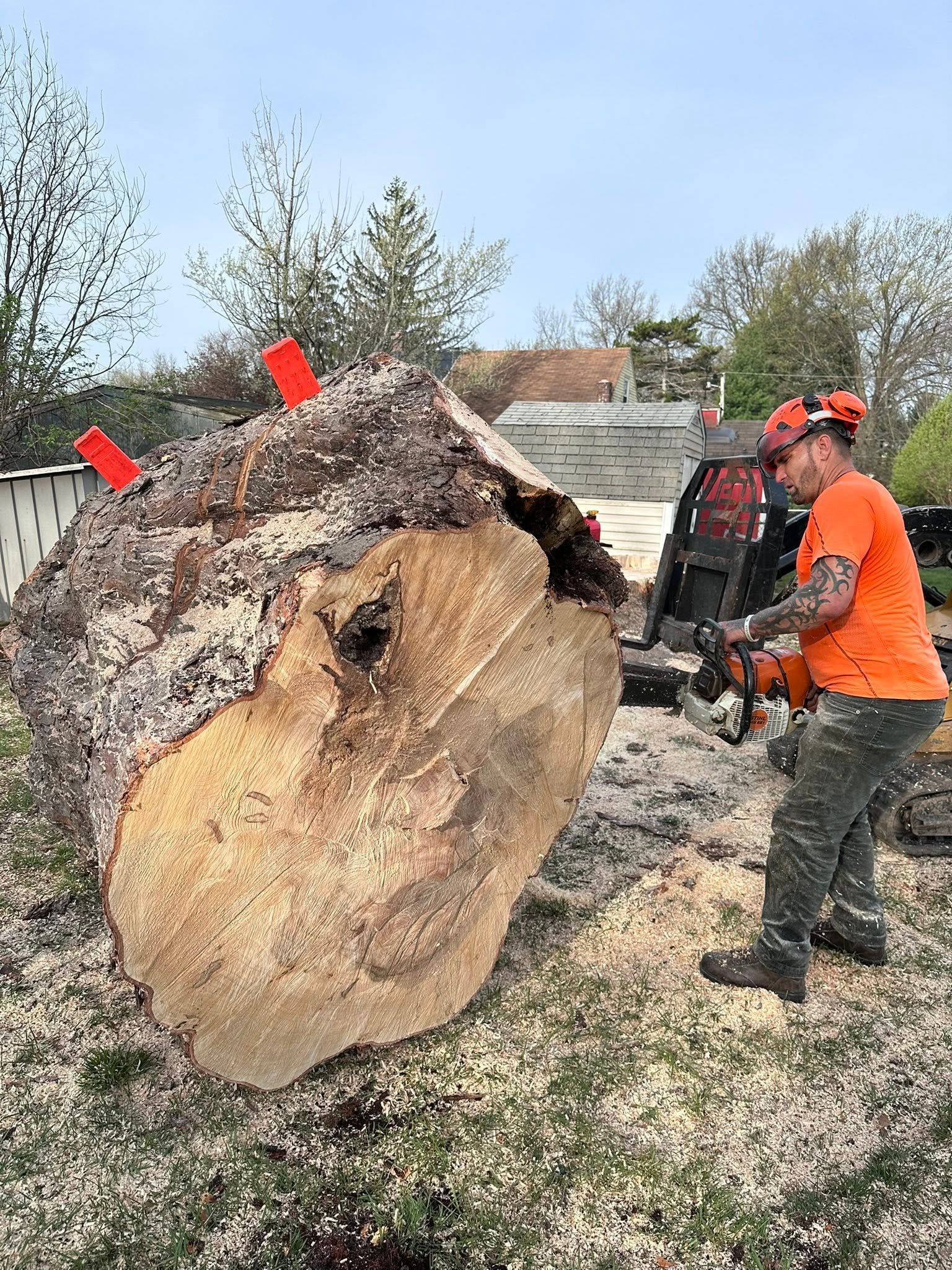 Worker beside massive tree stump with orange chainsaw gear outdoors