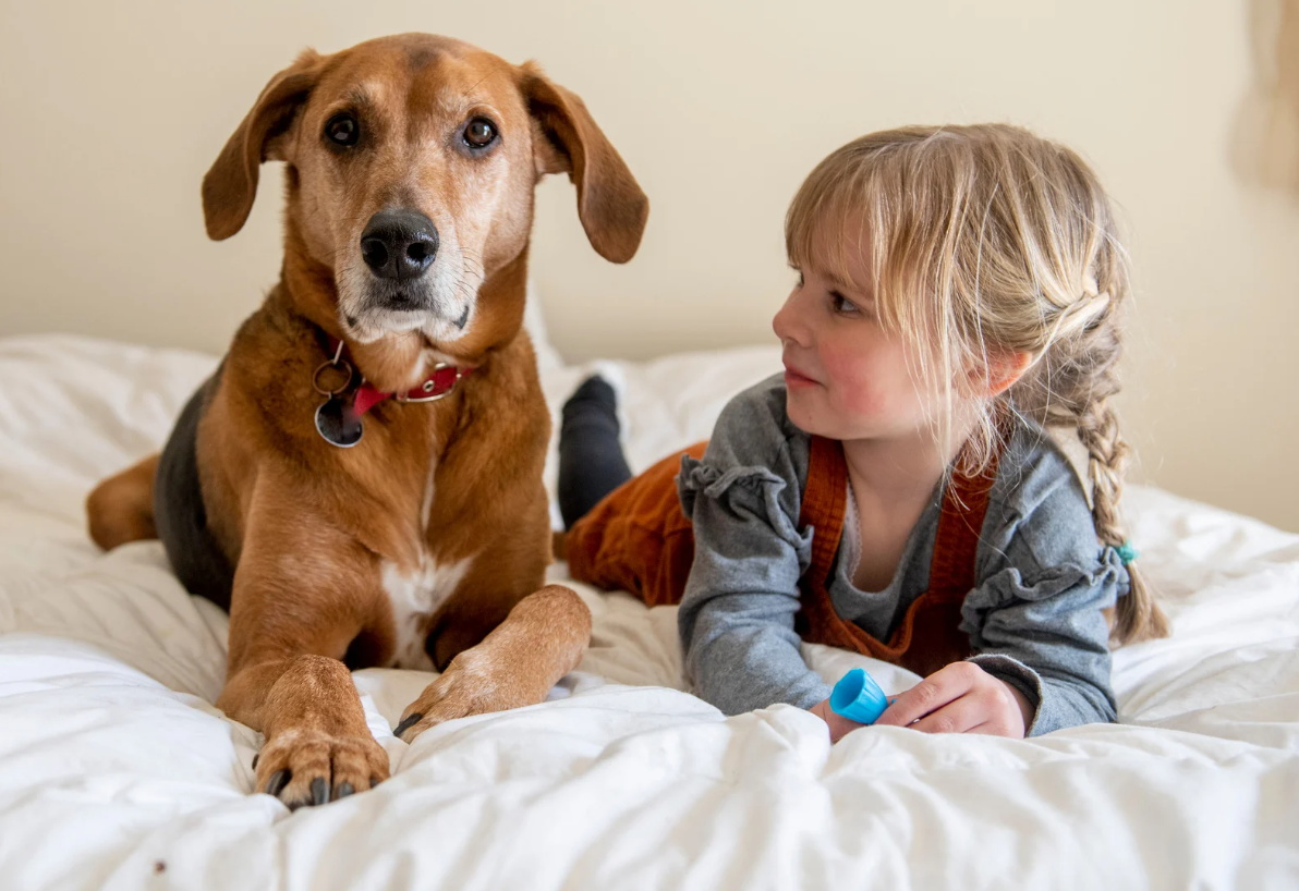 Dog and young girl lying on a bed; girl gazes at dog, both look at camera.