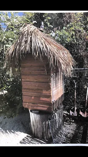 A wooden, tiki-style structure with a thatched roof, mounted on a thick tree stump outdoors.