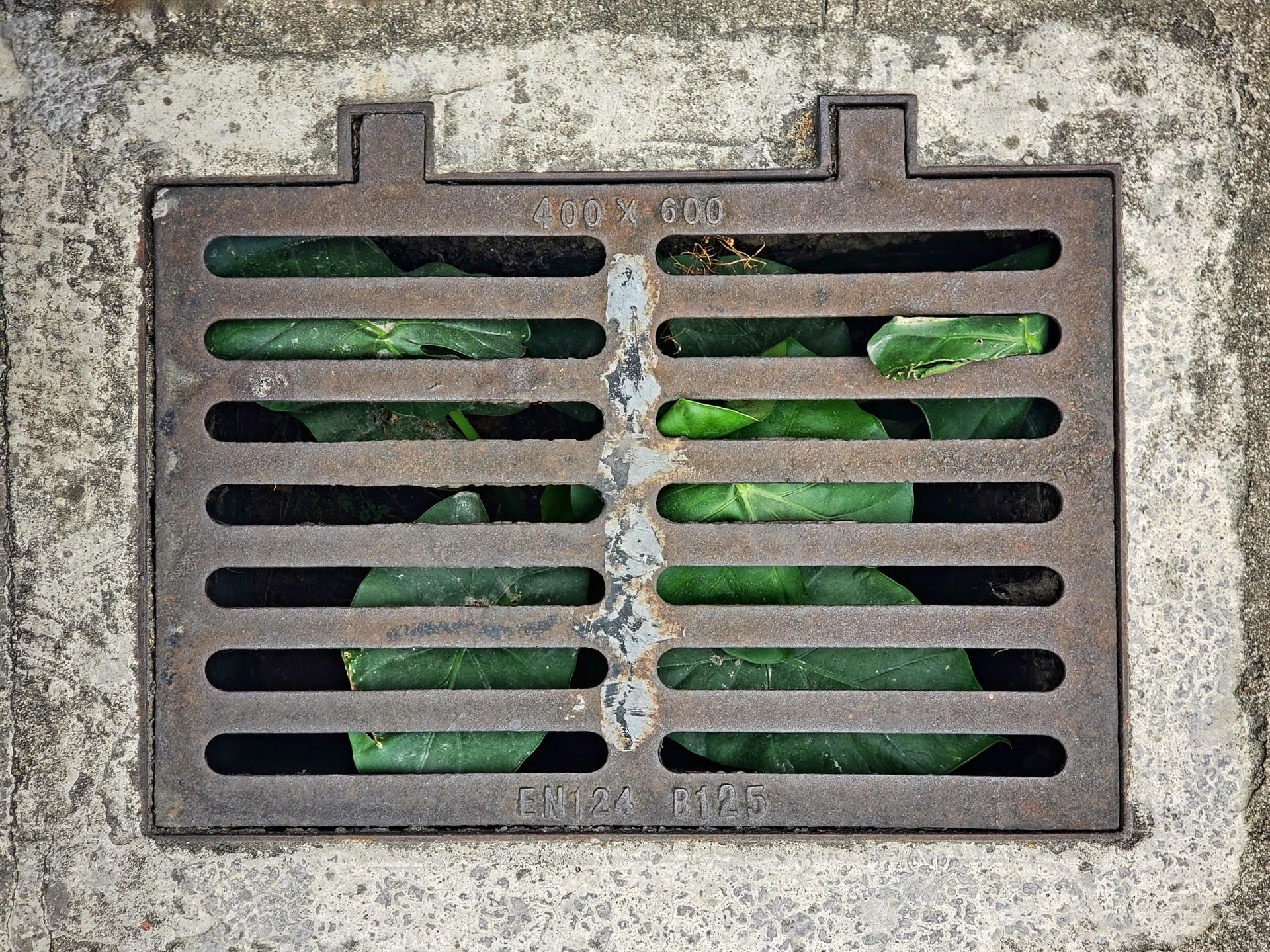 Green plant behind a metal drainage grate in a concrete wall