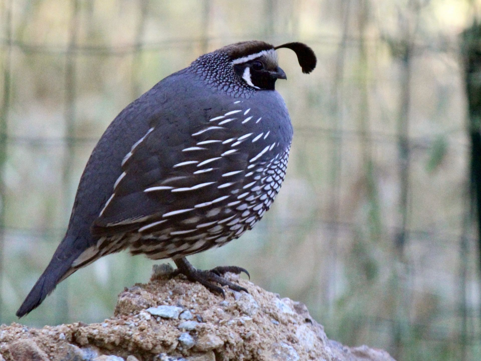 A quail is perched on a rock in front of a fence.