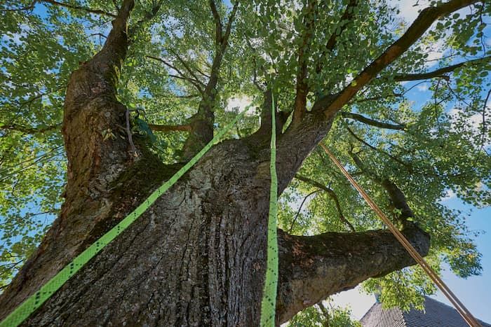 Arborist in Bowen | Tree Change NQ - Townsville Tree Care