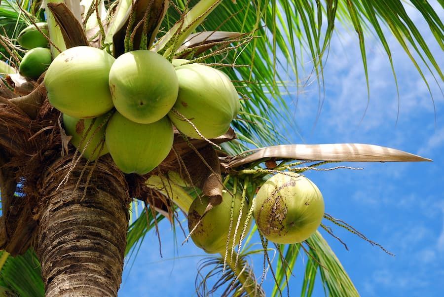 A Bunch of Green Coconuts Hanging From a Palm Tree — Tree Change NQ in Townsville, QLD