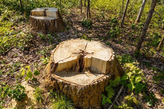 Tree Stumps in a Garden Requiring Professional Stump Grinding Services in Townsville — Tree Change NQ in Townsville, QLD
