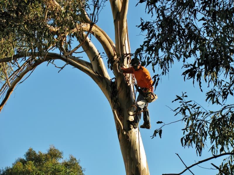 A Man in an Orange Shirt Ascends a Tree With Precision for Tree Change NQ — Tree Change NQ in Townsville, QLD