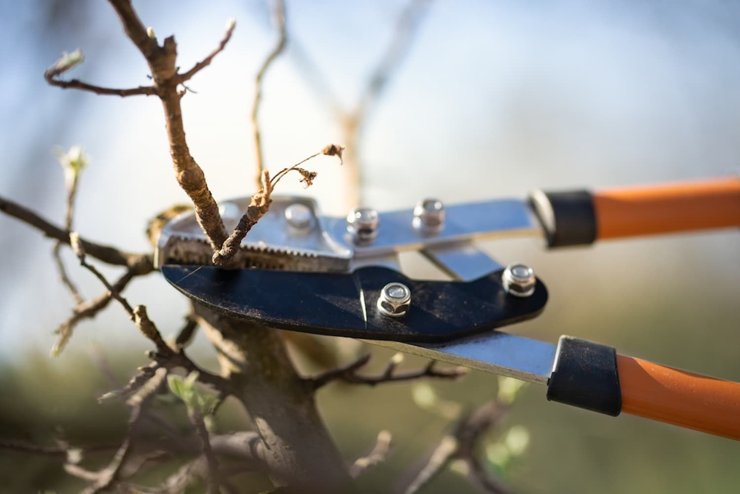 A Person Is Using A Scissors To Chop A Tree Branch — Tree Change NQ in Ayr, QLD