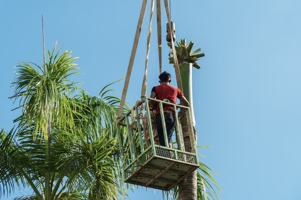A Person Operating a Lifter on a Palm Tree in Townsville Tree Care's Tree Change NQ Service — Tree Change NQ in Townsville, QLD