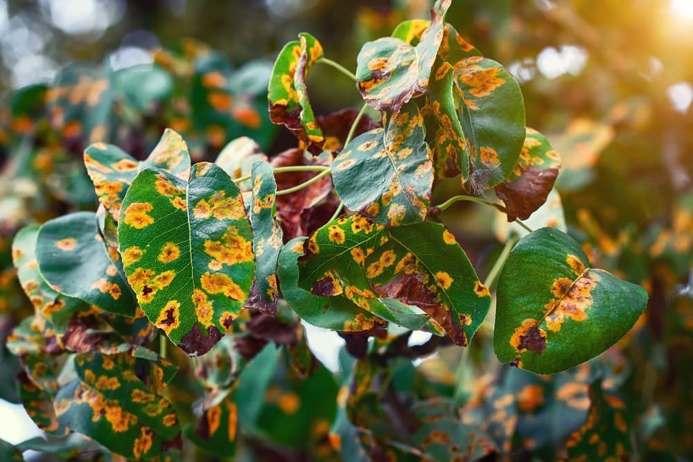 Tree Branch With Brown Spots On The Leaves — Tree Change NQ in Charter Towers, QLD