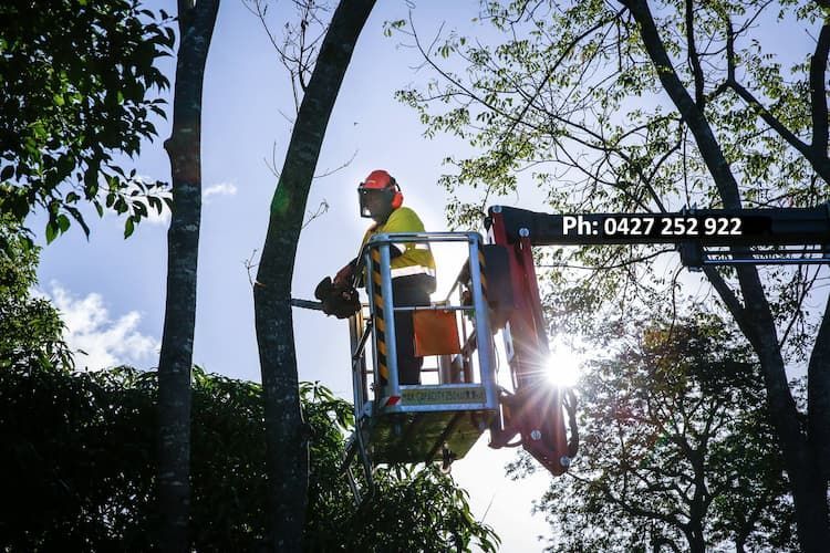 A Lift Operator Brandishing A Chainsaw In A Tree — Tree Change NQ in Townsville, QLD