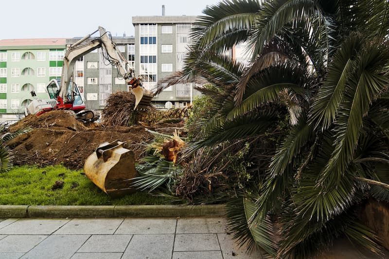 A Construction Site With A Large Excavator And A Palm Tree — Tree Change NQ in Magnetic Island, QLD