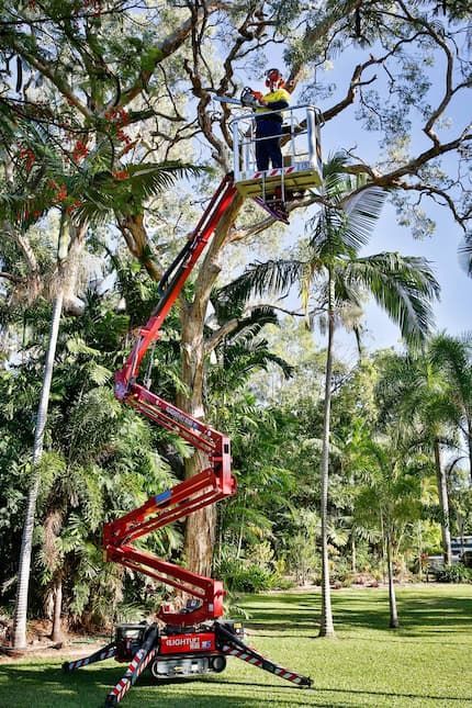 A Person Ascending in a Lift Attached to a Tree, Showcasing Tree Change NQ — Tree Change NQ in Townsville, QLD