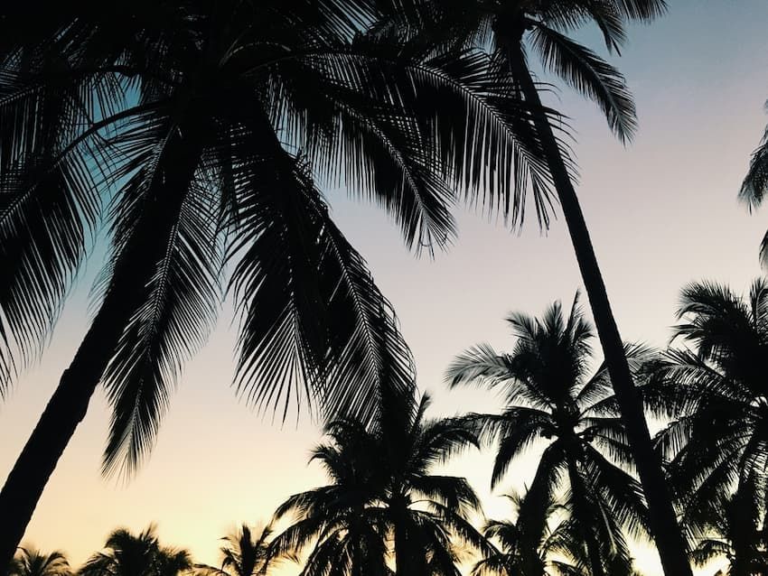 Palm Trees Are Silhouetted Against A Sunset Sky — Tree Change NQ in Townsville, QLD