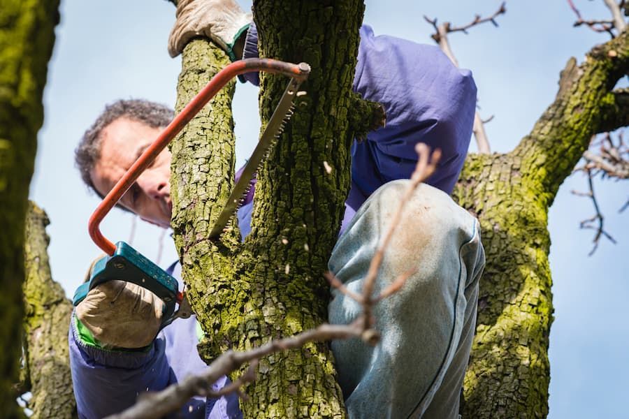 Man Using A Saw To Chop A Branch Off Of A Tree — Tree Change NQ in Charter Towers, QLD