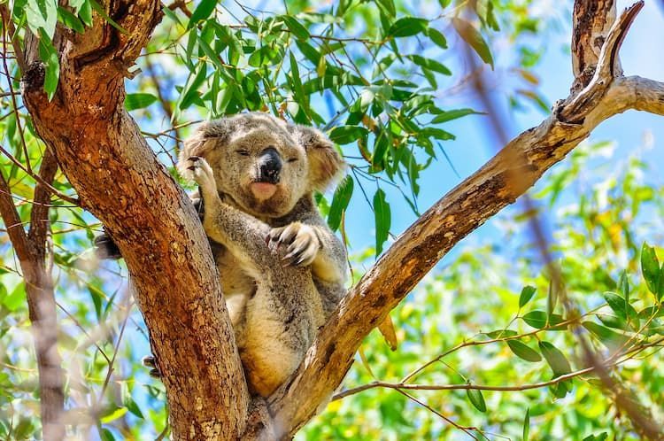 Koala in a Tree, Showcasing Townsville Tree Care's Commitment to Preserving Local Wildlife Habitats — Tree Change NQ in Magnetic Island, QLD