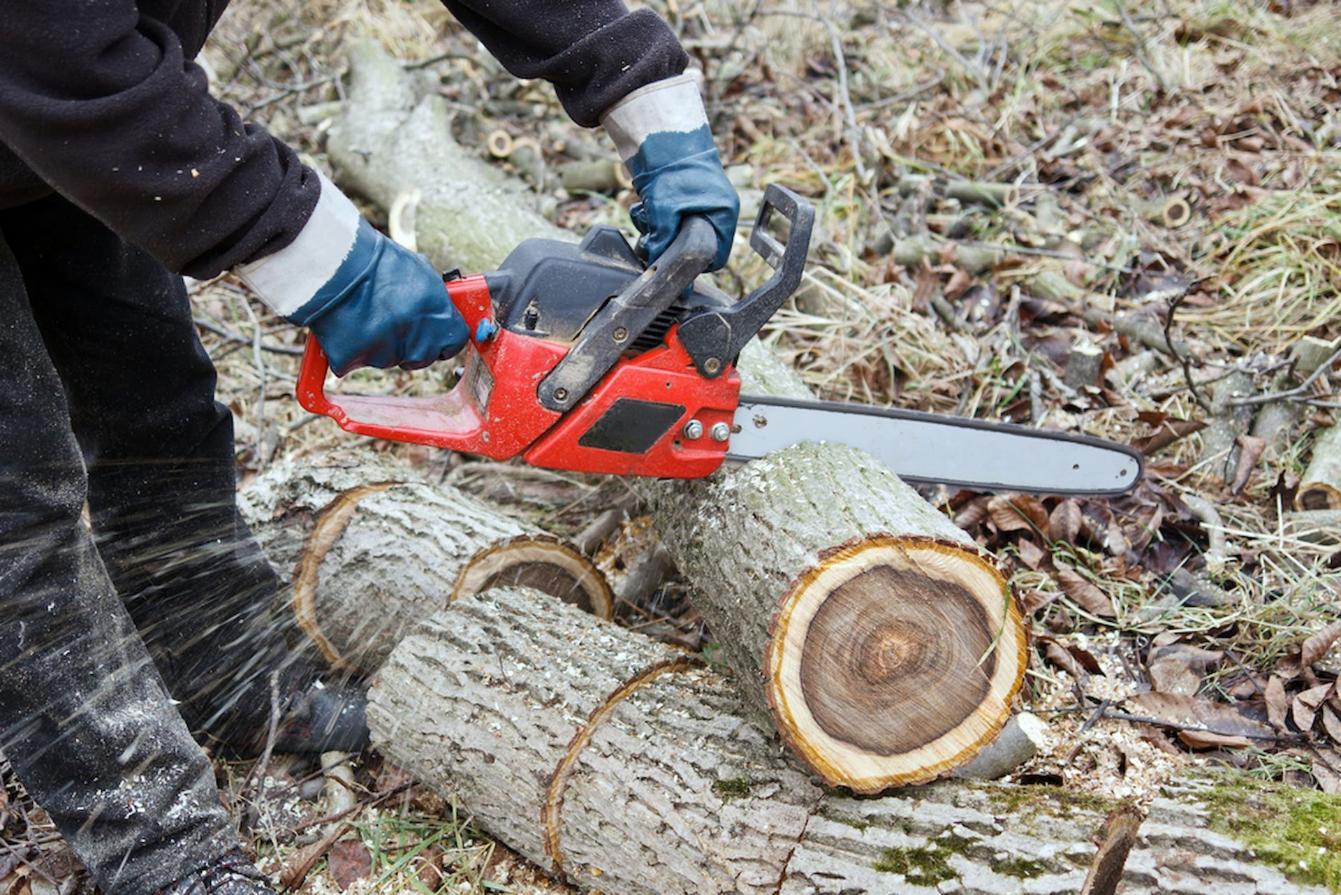 Tree Removal and Stump Grinding Services Townsville — Tree Change NQ in Townsville, QLD