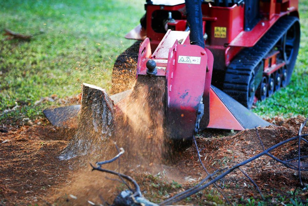 Arborist Cutting A Tree